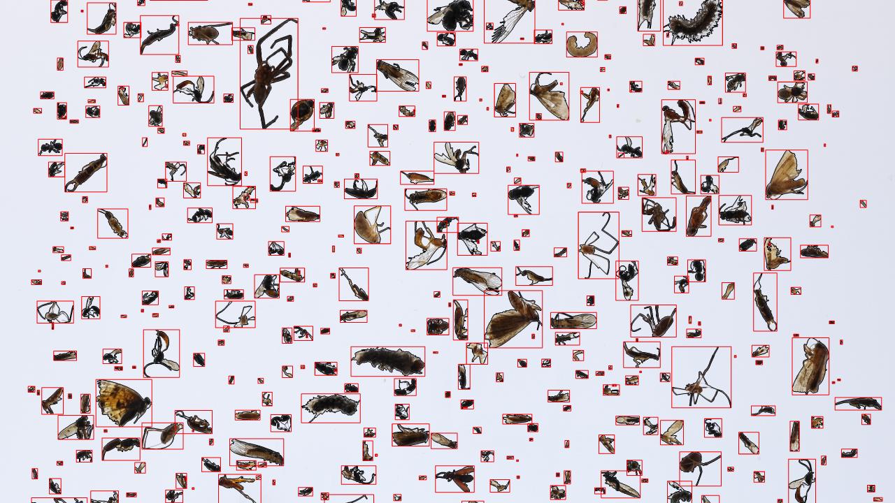 Visuel de BugShot identifiant divers insectes