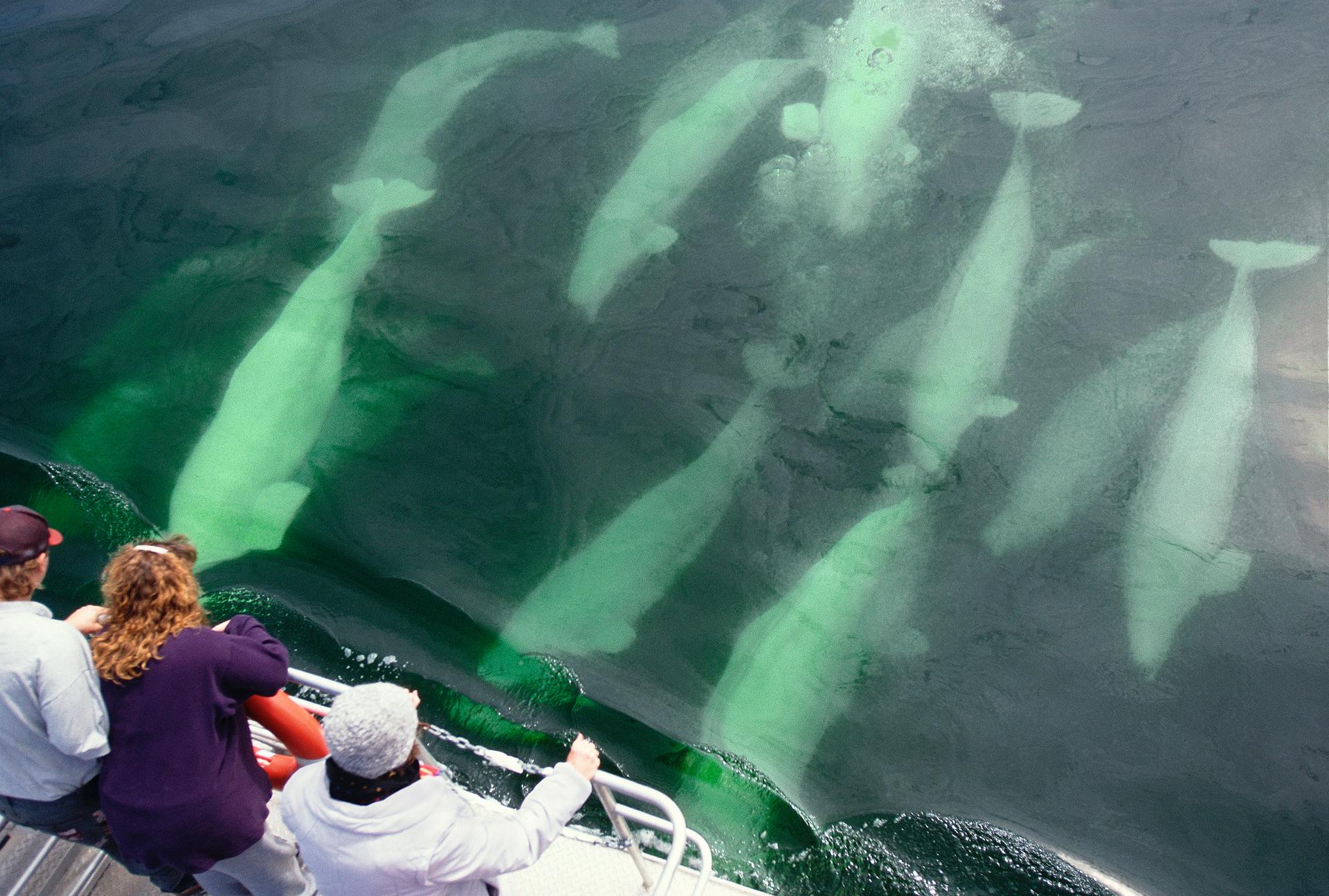 belugas