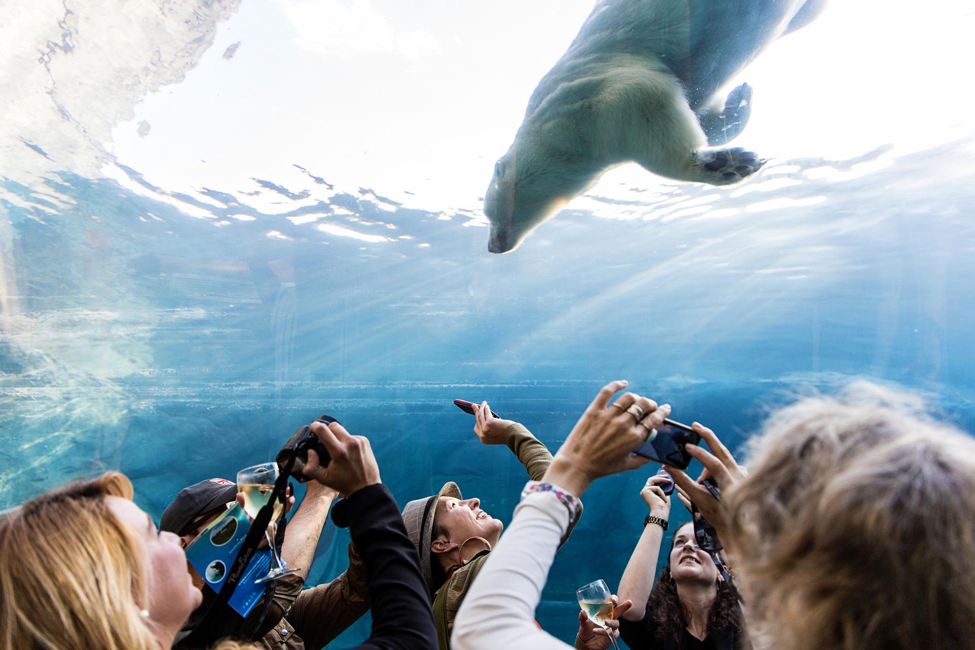 polar bears