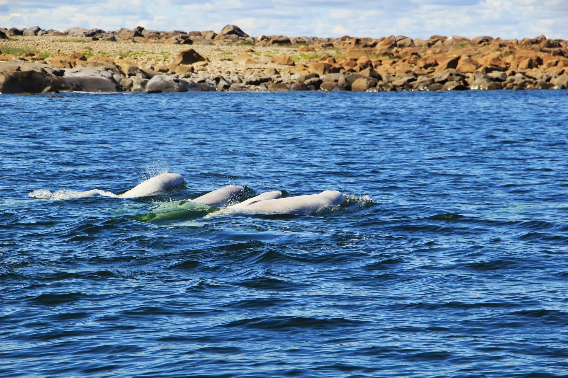 Belugas