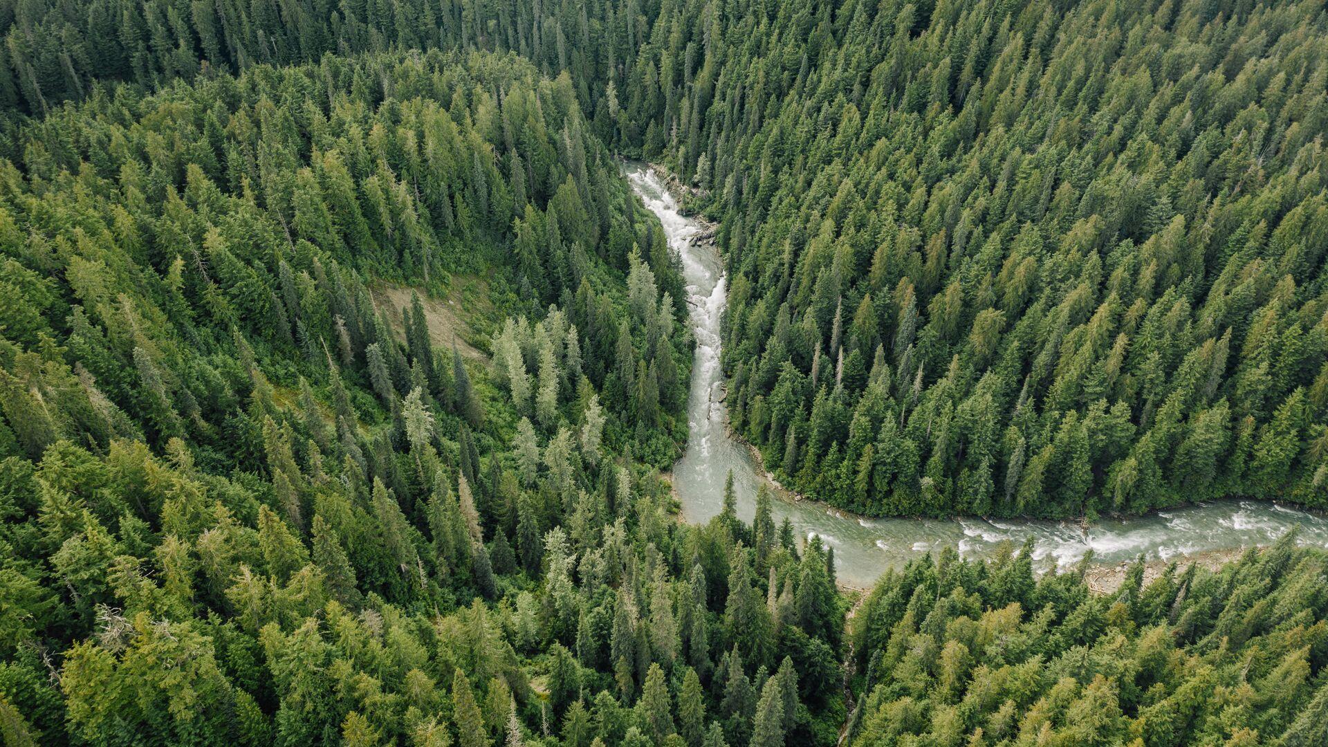 Aerial view of an evergreen forest with a river running through it.