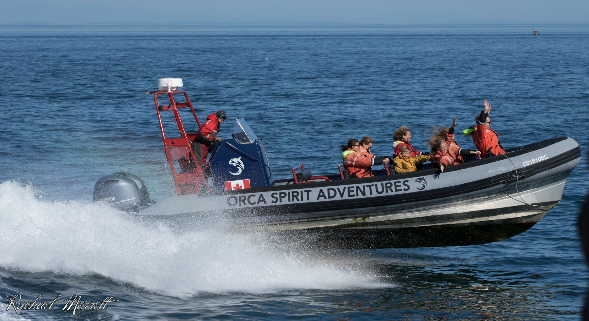 Orca sightseeing