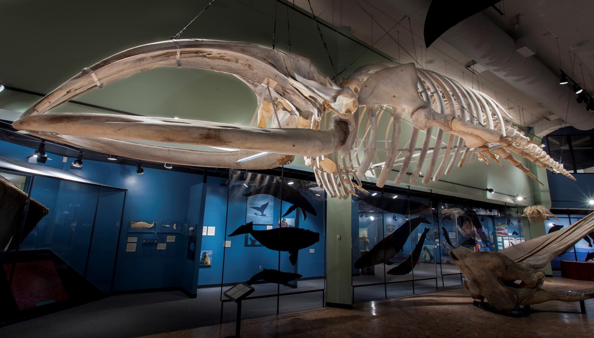 A Whale of a Time, New Brunswick Museum