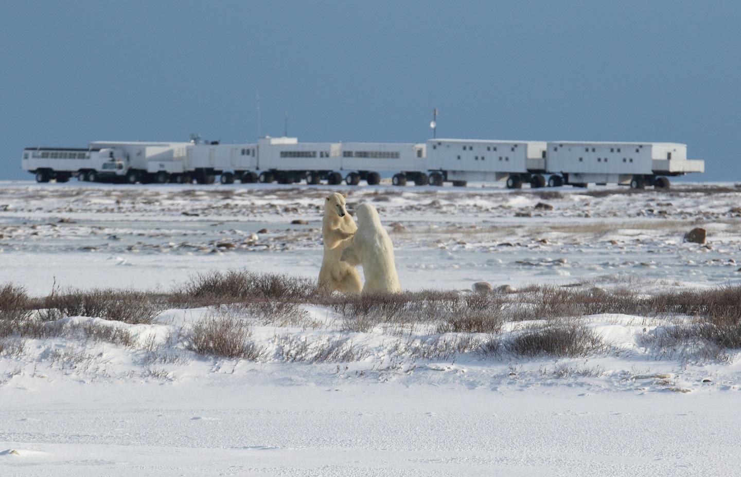 polar bear vehicle